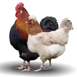 Петух и курица пшеничного окраса