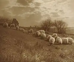 Пейзаж с овцами, пасущимися на лугу