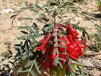 Sutherlandia frutescens