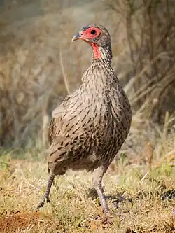 Свенсонов турач