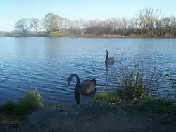 Чёрные лебеди на реке Молонгло