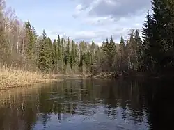 Сямжена в среднем течении, май 2022. По берегам встречаются пихты