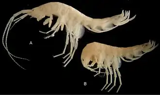 Pontonyx odessana, самец и самка (Synurella)