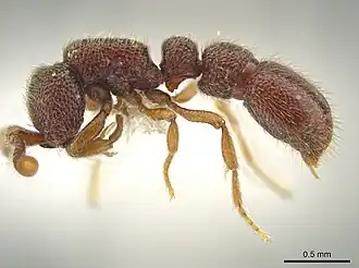 Рабочий Syscia jennierussae