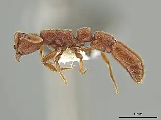 Рабочий Syscia madrensis