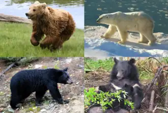 1-й столбец: бурый медведь, барибал;2-й столбец: белый медведь, гималайский медведь.