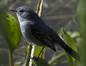 Тёмная серпофага