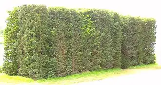 Менее дикий, чем другие (Weniger wild als andere), 2007. Мюнстер / Германия