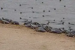 Массовый выход аррау на берег для размножения