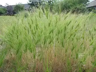 Taeniatherum caput-medusae