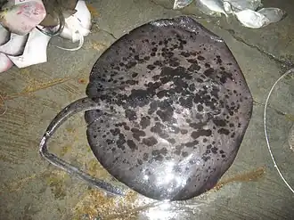 Скат-хвостокол