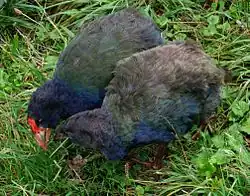 Двое из 250 сохранившихся на Земле такахе