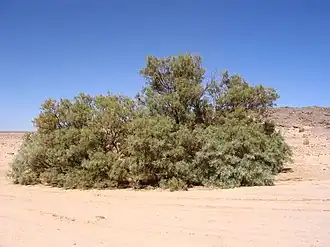 Тамарисковое дерево, также дававшее тень.