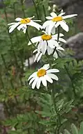 Tanacetum corymbosum (Пижма щитковая)