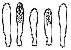 Аски и споры гриба
(увеличение ~×700)