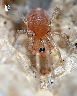 Самка Tapinesthis inermis