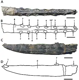 Челюсть голотипа