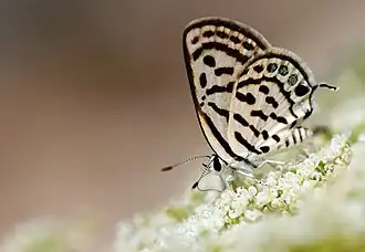 Голубянка балканская