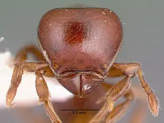 Tatuidris tatusia