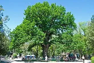 Дуб «Богатырь Тавриды»» в Детском парке