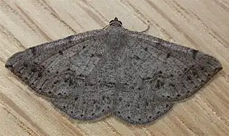 Taxeotis intextata(Oenochrominae)