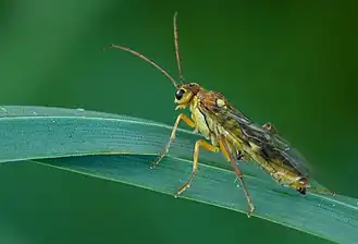 Tenthredopsis sordida