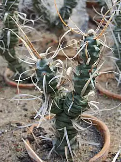 Tephrocactus articulatus