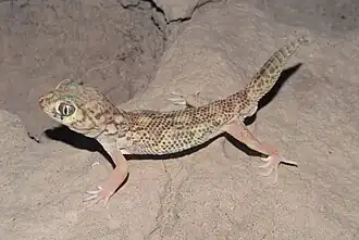 Сцинковый геккон Бедряги