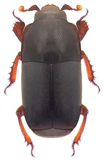 Teretrius fabricii