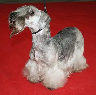 Чешский терьер