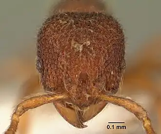 Муравей Tetheamyrma subspongia