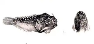 Tetrabrachium ocellatum