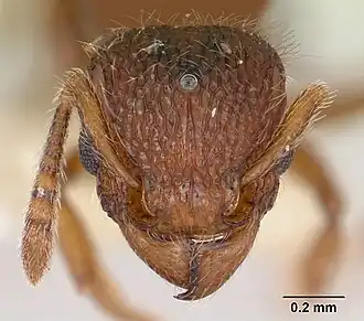 Голова самки