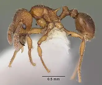 Tetramorium naganum