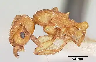 Tetramorium schaufussii