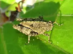 Особь неопределенного пола