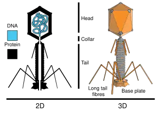 Строение фага Т4