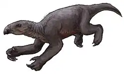 Талассокнус