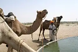 Верблюды рядом с источником