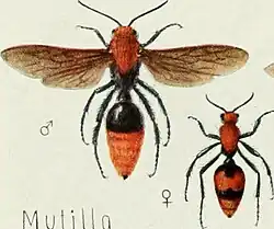 Mutilla, самец и самка