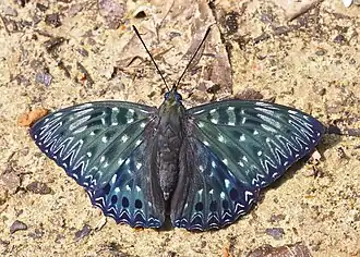 Dichorragia nesimachus