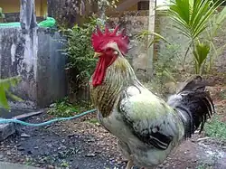 Индийский петух