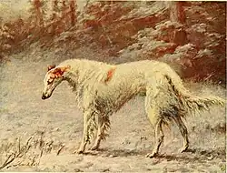 Русская псовая борзая (the borzoi)
