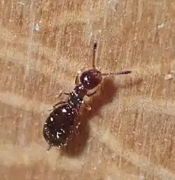 Theocolax formiciformis