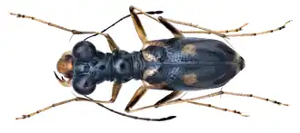 Therates vietnamensis