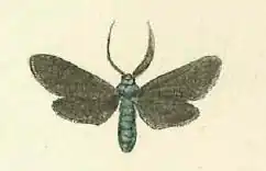 Виноградная пестрянка