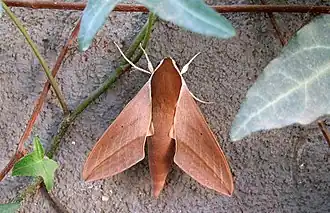 Бабочка в позе покоя со сложенными крыльями