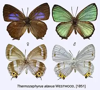 Thermozephyrus ataxus