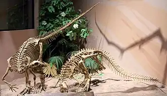 Скелеты тесцелозавров