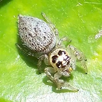 Самка Thiodina hespera